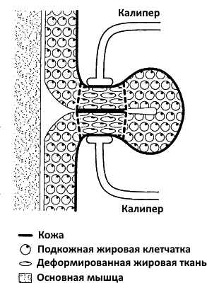 Как измерять калипером
