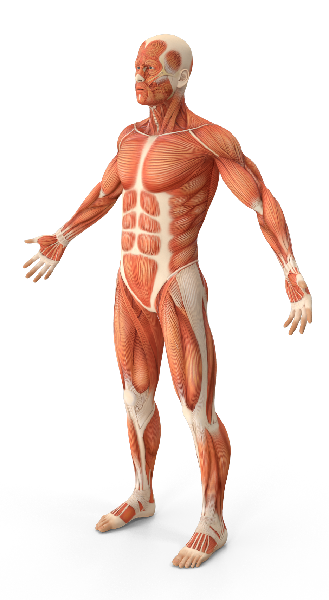 Анатомическая модель